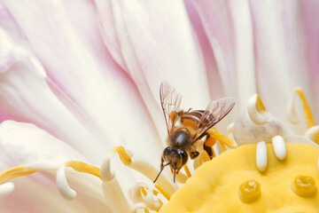 close-up bee pollinating lotus flowers