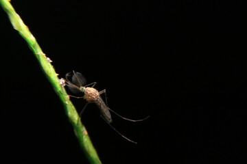 close-up male mosquito on green leaf, night time