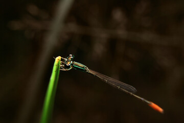 close-up dragonfly night time