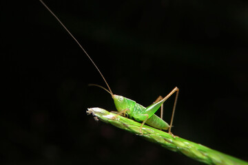 close-up green grasshopper on leaf
