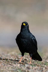 Alpine chough, Yellow-billed chough, Pyrrhocorax graculus. Atlas Mountains, Morocco.