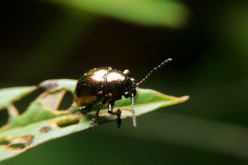 close-up chrysolina black eat leaf