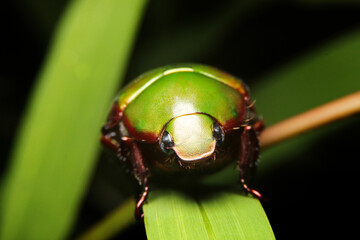 close-up anomala, green scarab beetle in thailand, southeast Asia