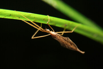 close-up crane fly Tipula, Platytipula