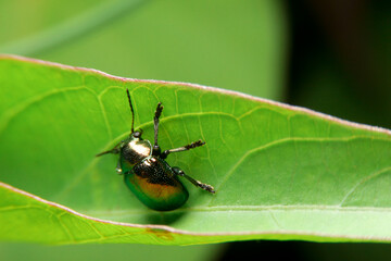 close-up chrysolina black eat leaf