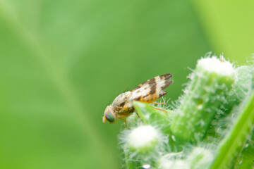 close-up Terellia ruficauda, fruit flies on green leaf