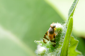close-up Terellia ruficauda, fruit flies on green leaf