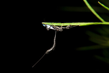 close-up ensign wasp, evaniidae on night time