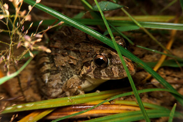 close-up asian grass frog, fejervarya limnocharis  in thailand, southeast asia