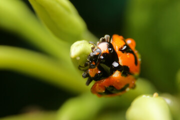 close-up ladybird ladybug night