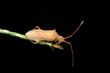 close-up slender rice bug on night time