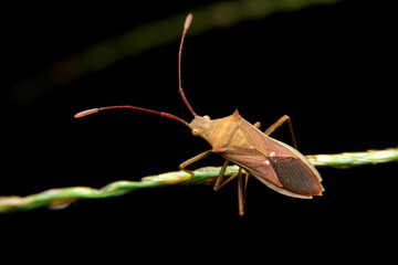 close-up slender rice bug on night time
