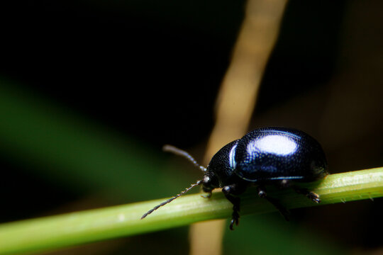 close-up Blue milkweed beetle, chrysochus cobaltinus in nature