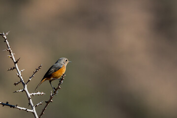 Moussier's redstart female, Phoenicurus moussieri, Morocco.