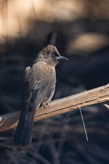 Common bulbul, Pycnonotus barbatus, Mrocco.