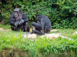 Chimpanzees (Pan troglodytes) playing in green grass