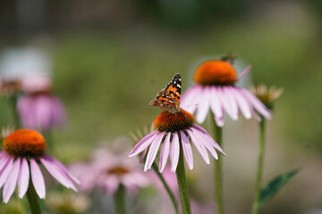 Meadow with lots of greenery