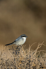 Great grey shrike, Lanius excubitor, Souss-Massa, Morocco