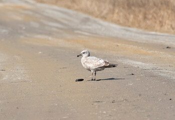 Herring Gull