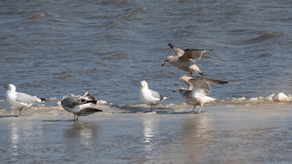 Herring Gull
