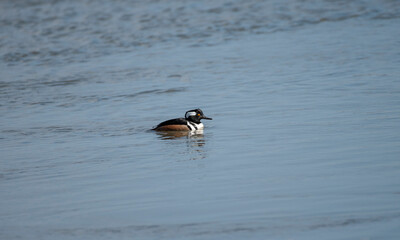 Hooded Merganser