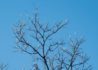 Iced Tree Branches