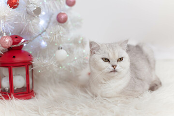 Portrait of an adorable white British cat in front of a Christmas tree, Christmas card