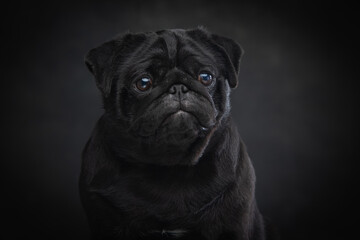 Black pug on a uniform background