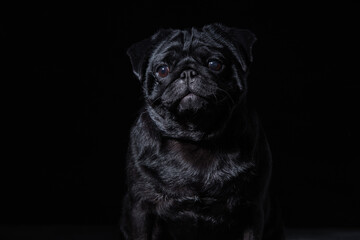 Black pug on a uniform background