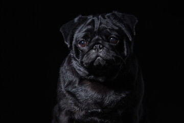 Black pug on a uniform background