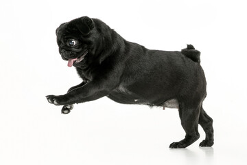 Black pug on a uniform background