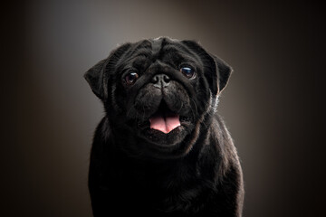 Black pug on a uniform background