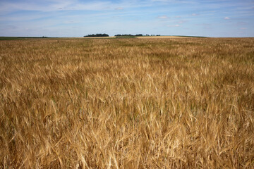 Wheat field - Walking trail between La ferte-sous-Jouarre et Orly-sur-Morin along the petit morin...