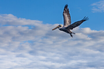 Pelicano en pleno vuelo con un cielo nublado 