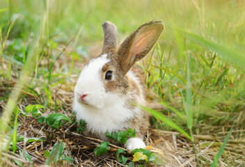 A cute little rabbit crouched in the grass.