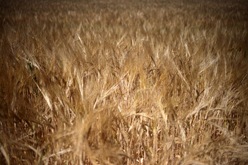 Wheat field - Walking trail between La ferte-sous-Jouarre et Orly-sur-Morin along the petit morin river -  Seine-et-Marne - Île-de-France - France