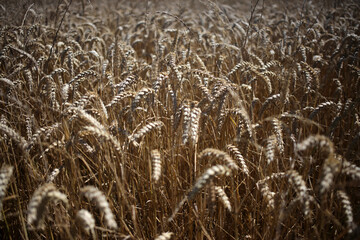 Wheat field - Walking trail between La ferte-sous-Jouarre et Orly-sur-Morin along the petit morin...