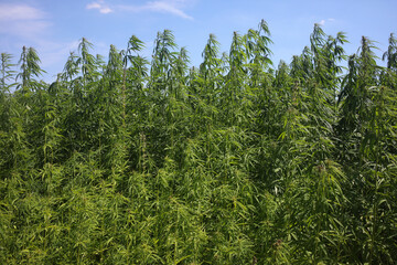 Hemp field - Cannabis sativa - Cannabaceae - Bussiere - Orly sur Morin - Seine et Marne -...