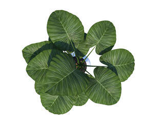 Potted Plant interior flower png alpha channel above