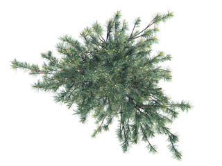 Swiss Mountain Pine top view png alpha channel