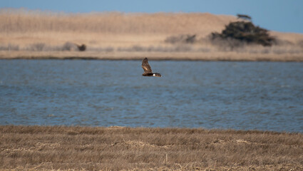 Northern Harrier