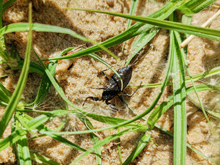 bug on the sand under water