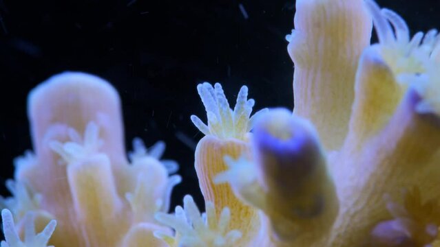 Close up macro shot of coral polyps feeding on plankton in current