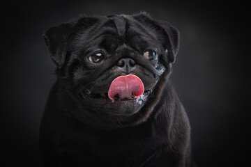 Black pug on a uniform background