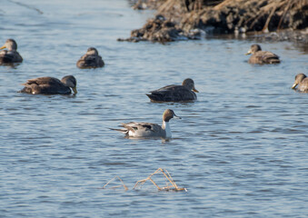 Northern Pintail