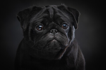 Black pug on a uniform background