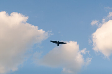 Flight of raven