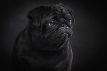 Black pug on a uniform background