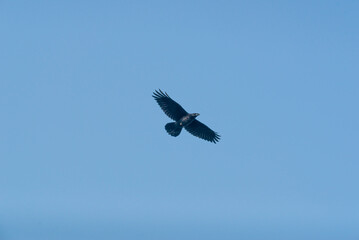 Flight of raven