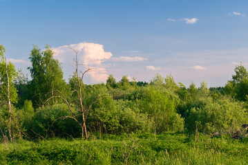 Cumulonimbus cloud and trees